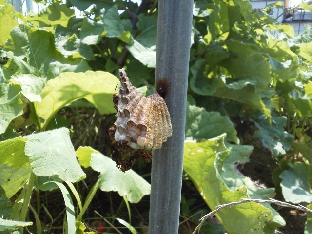(クリックして拡大表示) あしなが蜂の巣 ハウスの支柱に