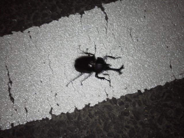 (クリックして拡大表示) 街灯に来たカブトムシ 暑くなったので、元気!