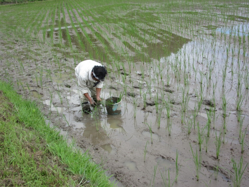 (クリックして拡大表示) 油断大敵 昔の田植えに比べれば楽々!
