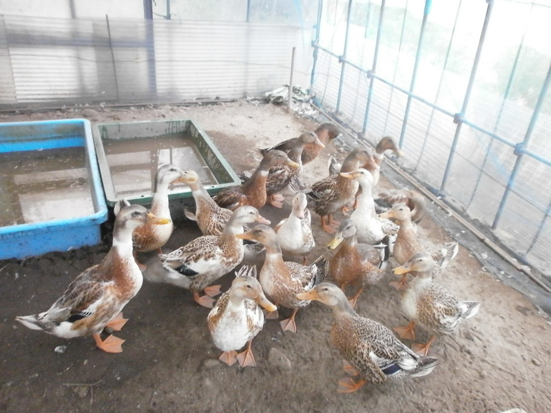 (¥¯¥ê¥Ã¥¯¤·¤Æ³ÈÂçɽ¼¨) ¥«¥â °ú¤Ã±Û¤·´°Î»¡£ ¥«¥â°ú¤Ã±Û¤·´°Î»