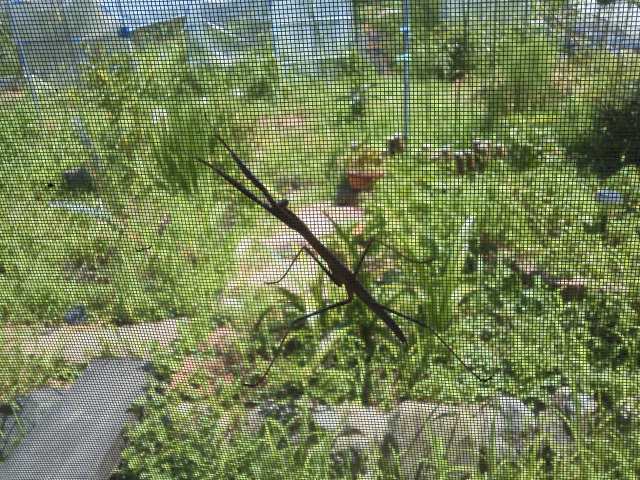 (クリックして拡大表示) カマキリ 我が家の網戸に止まっています!