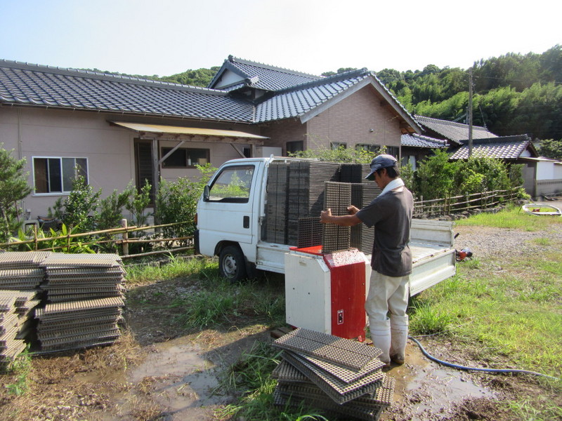 (クリックして拡大表示) 苗箱洗い 炎天下、汗ビッショリ
