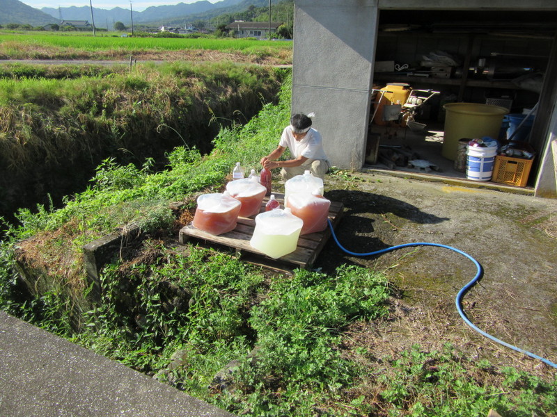 (クリックして拡大表示) 光合成菌の培養開始 培養が進むと綺麗な赤色になります。