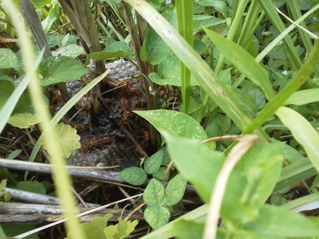 (クリックして拡大表示) 畦にハチの巣 あしなが蜂