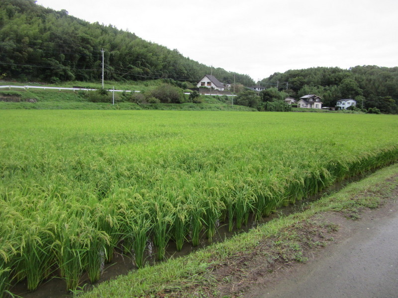 (クリックして拡大表示) 台風16号も期待はずれで助かりました。 かなり穂が実ってきました。