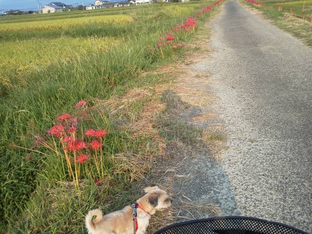 (クリックして拡大表示) 稲かり始めました こちらも仕事の合間を縫って犬の散歩です!