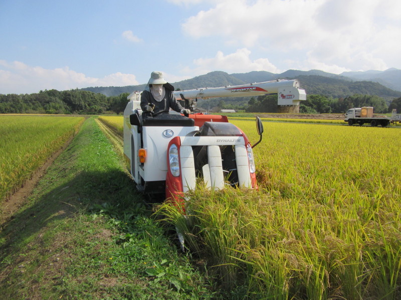 (クリックして拡大表示) 稲刈り バイクではなくコンバインで走っています。