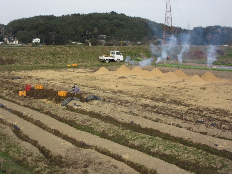 (クリックして拡大表示) 今年最初の薫炭焼き 暖まりながらの里芋掘り