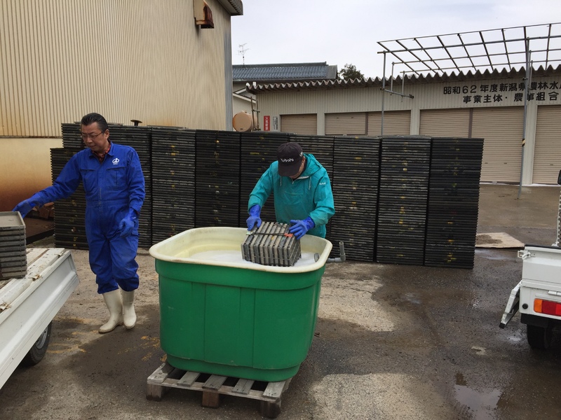 (クリックして拡大表示) 春作業開始! 苗箱消毒作業の様子です。