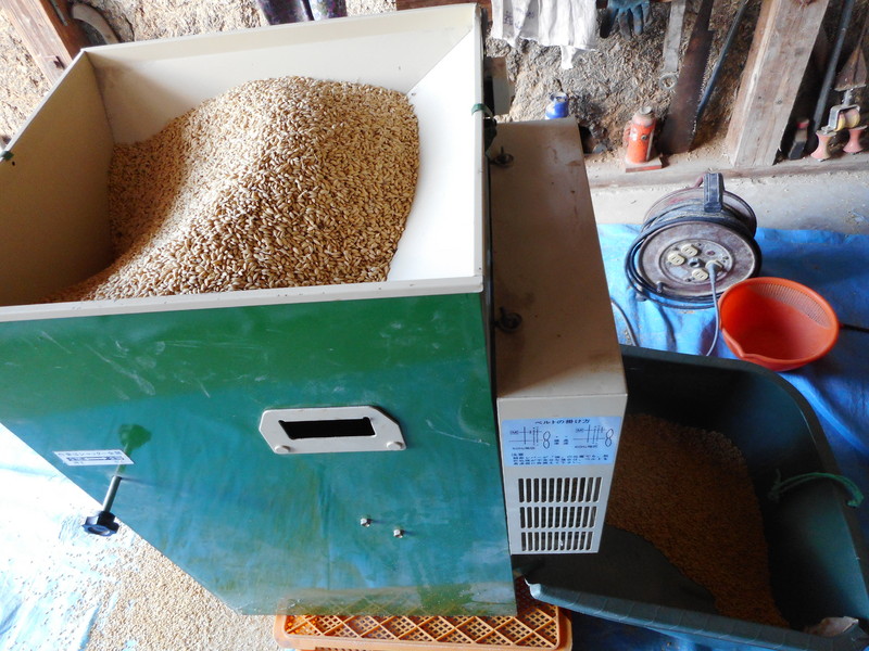 (クリックして拡大表示) 春作業の開始 種籾ののげ取り