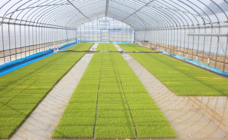 (¥¯¥ê¥Ã¥¯¤·¤Æ³ÈÂçɽ¼¨) °éÉÄ¥·¡¼¥È¤ò¤Ï¤®¤Þ¤·¤¿¡£ ÁáÉÄ