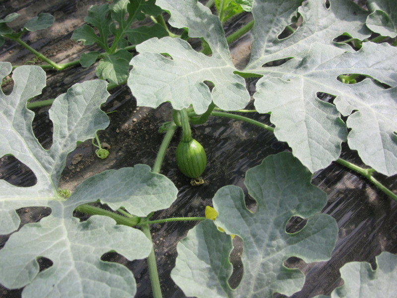 (クリックして拡大表示) 野菜の移植後の手入れ。 スイカのたまごが可愛い!