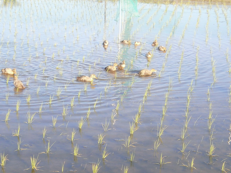 (¥¯¥ê¥Ã¥¯¤·¤Æ³ÈÂçɽ¼¨) ¥«¥â¿åÅĥǥӥ塼¤Ç¤¹¡£ ¿åÅĥǥӥ塼