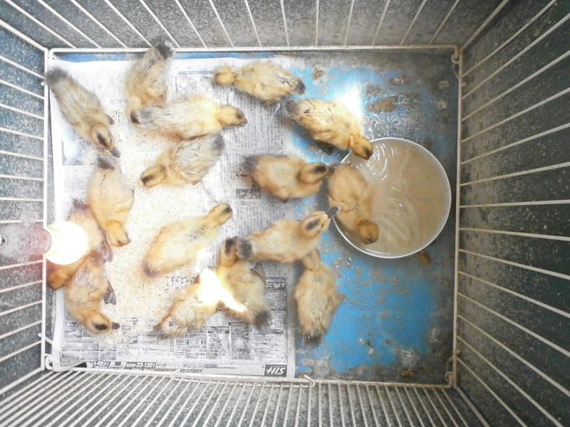 (¥¯¥ê¥Ã¥¯¤·¤Æ³ÈÂçɽ¼¨) ¹ç³ûÇÀË¡¤Î¥«¥â¸µµ¤¤Ç¤¹¡£ ¹ç³ûÇÀË¡¤Î¥«¥â