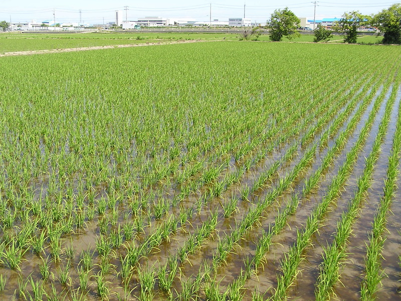 (クリックして拡大表示) すくすくと育っています。(^o^) 4月下旬に植えた稲はすくすくと育っています。