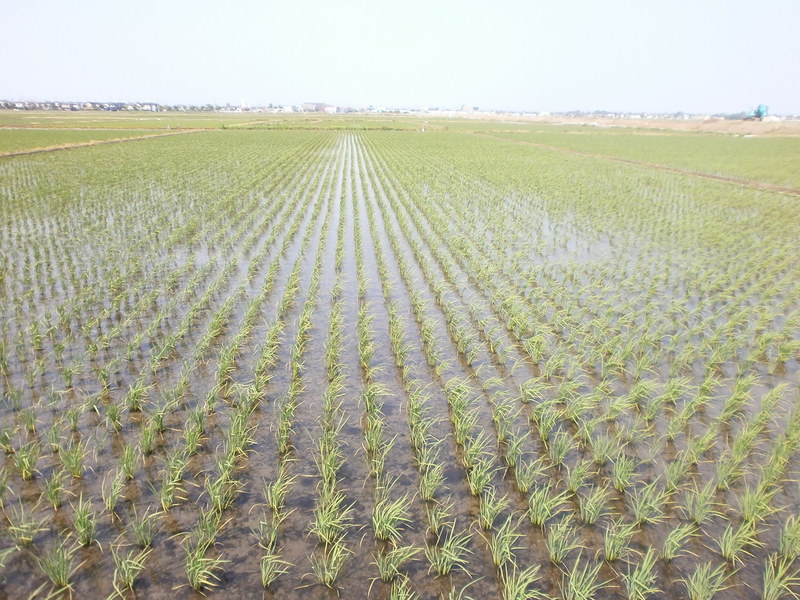 (¥¯¥ê¥Ã¥¯¤·¤Æ³ÈÂçɽ¼¨) ÅÄ¿¢¤¨¸å1¥«·î¤¬·Ð¤Á¤Þ¤·¤¿¡£ ÅÄ¿¢¤¨¸å°ì¤«·î