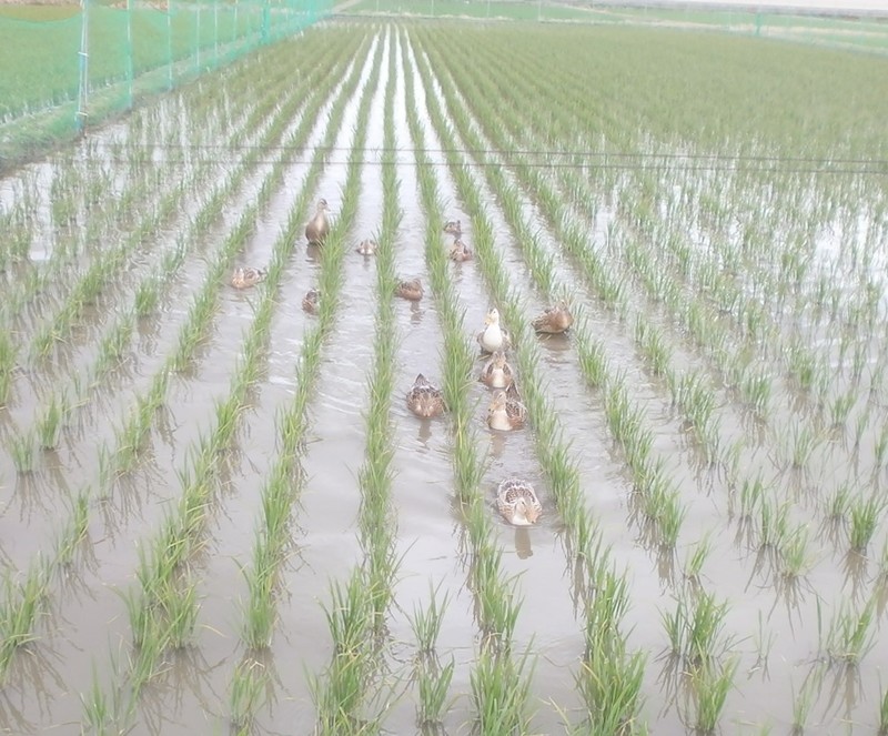 (¥¯¥ê¥Ã¥¯¤·¤Æ³ÈÂçɽ¼¨) ¥«¥â¡¡»Å»öÃæ¡£ »Å»öÃæ