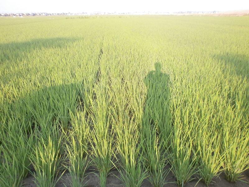 (¥¯¥ê¥Ã¥¯¤·¤Æ³ÈÂçɽ¼¨) ÅÄ¿¢¤¨¸å 2¥ö·î¤¬·Ð¤Á¤Þ¤·¤¿¡£ ÅÄ¿¢¤¨¸åÆó¤«·î