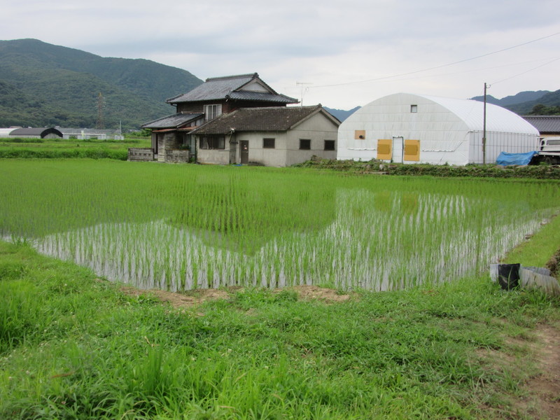 (クリックして拡大表示) 苗も順調に育っています。 水の下ではジャンボタニシが活躍しています。