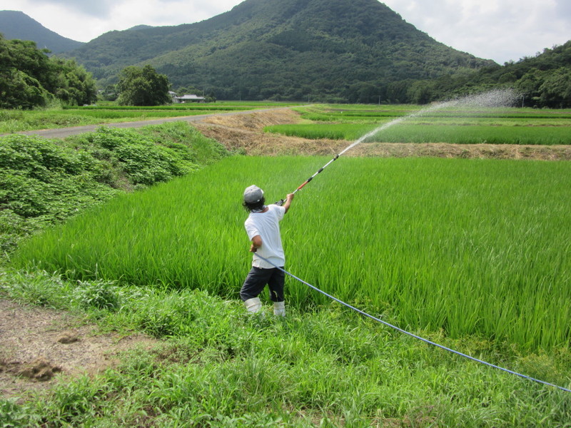 (クリックして拡大表示) 光合成菌の散布 食味のためならば!