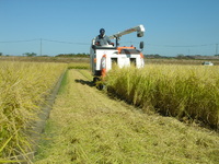 特別栽培米　ながさきにこまる