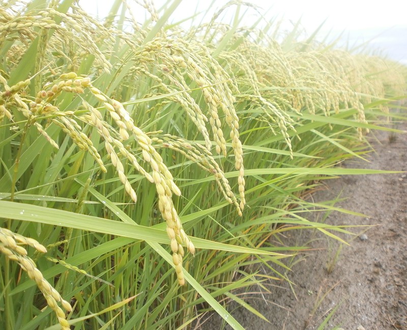 (¥¯¥ê¥Ã¥¯¤·¤Æ³ÈÂçɽ¼¨) °ðÊæ¤¬¿â¤ì¤Æ¤¤Þ¤·¤¿¡£ °ðÊæ