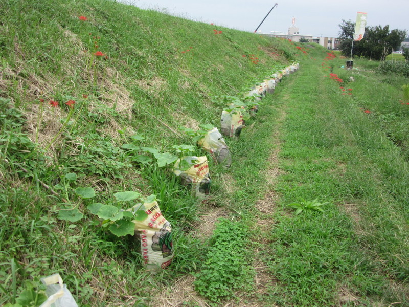 (クリックして拡大表示) 余った培土で土手カボチャ また少し稲が頭を垂れてきました。