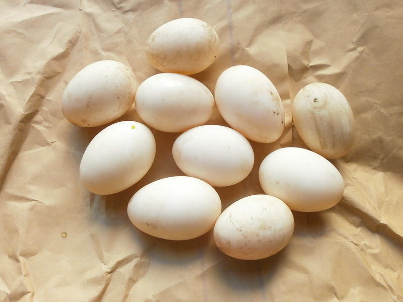 (¥¯¥ê¥Ã¥¯¤·¤Æ³ÈÂçɽ¼¨) ¥«¥âÍñ»º¤ß»Ï¤á¤Þ¤·¤¿¡£ ¥«¥â¤ÎÍñ