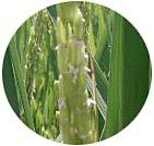 (クリックして拡大表示) ☆稲の花が咲きました☆ ★稲の花★