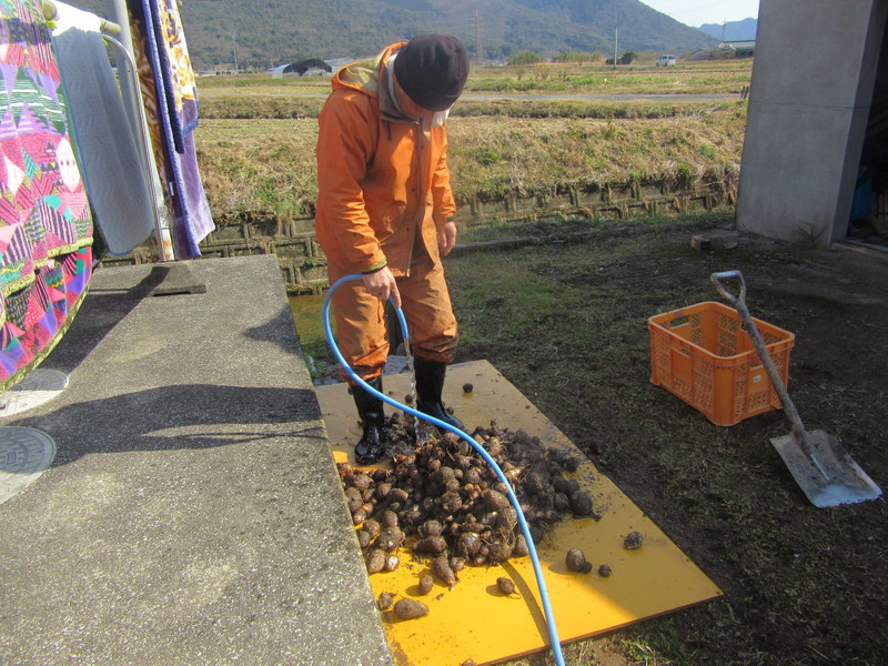 (クリックして拡大表示) ふれあい市場に出荷する里芋の掘り出し。 芋を洗うの表現はこのことか。