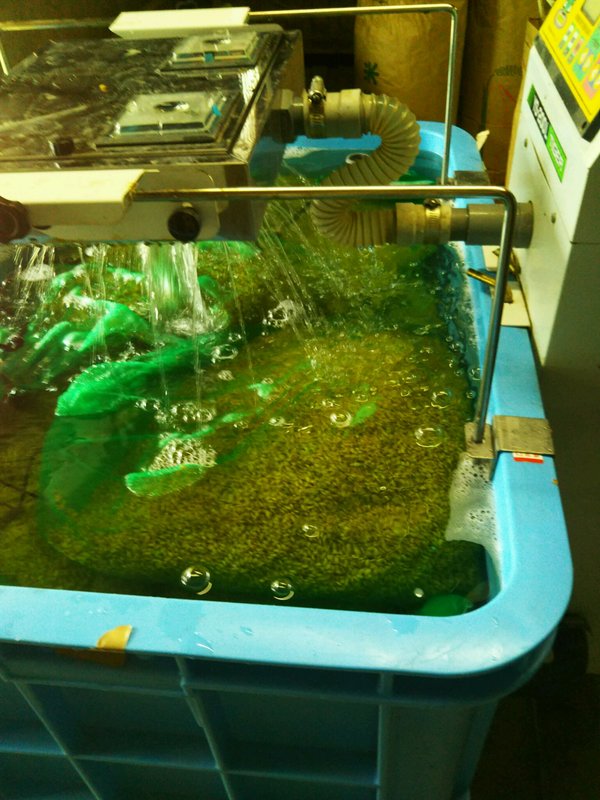 (クリックして拡大表示) 芽出し作業 芽出し作業