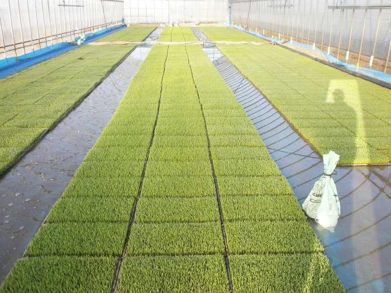 (¥¯¥ê¥Ã¥¯¤·¤Æ³ÈÂçɽ¼¨) ÁáÉÄ ÁáÉÄ