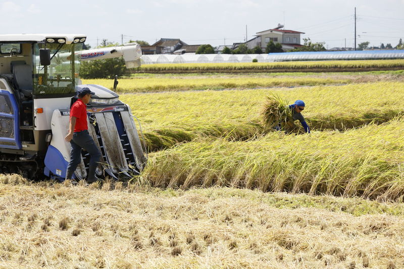 (クリックして拡大表示) 新米の販売始まりました! 天気が良いのでどんどん刈り取ります