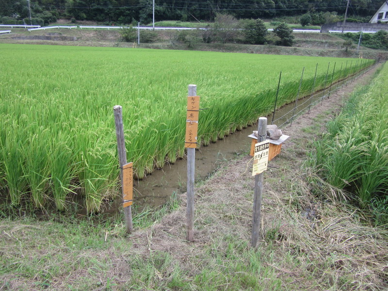(クリックして拡大表示) 田圃の電気柵張り。 イノシシどうだ。