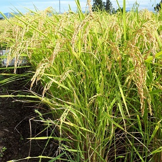 (¥¯¥ê¥Ã¥¯¤·¤Æ³ÈÂçɽ¼¨) ÆÃÊ̺ÏÇÝ¡¡Àã¼ã´Ý¡¡ÈÎÇ䳫»ÏÃפ·¤Þ¤·¤¿¡£ °î¤ì¤ë¼«Á³¤½¤Î¤Þ¤Þ¤Ë¡¦¡¦