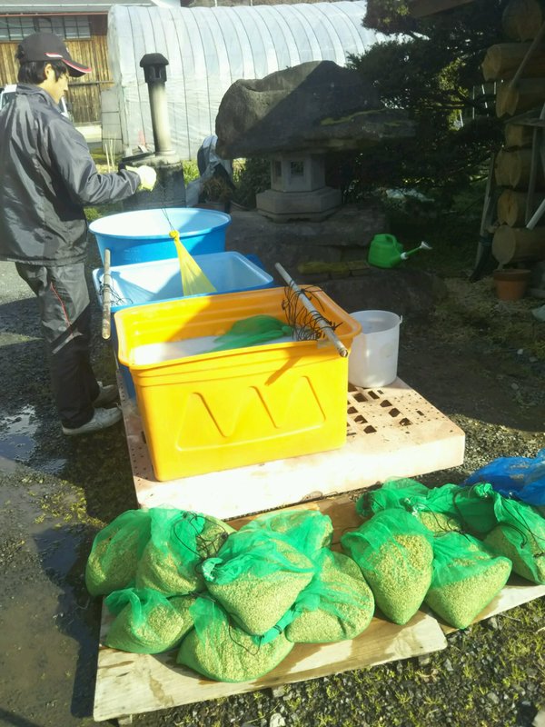 (クリックして拡大表示) 令和1年 春作業始まりました。 種籾の殺菌作業