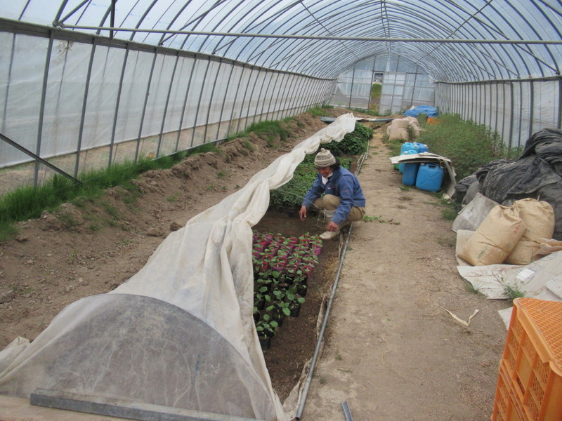 (クリックして拡大表示) 野菜の苗も元気に育っています。 出番を待っています。