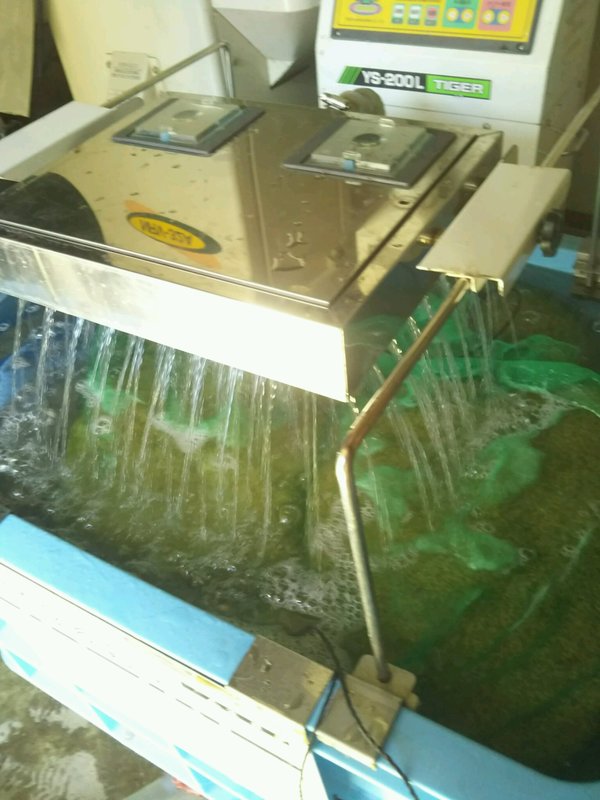 (クリックして拡大表示) 催芽 芽出し