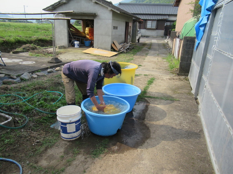 (クリックして拡大表示) 種籾の温湯消毒 直ぐ水で冷やします。