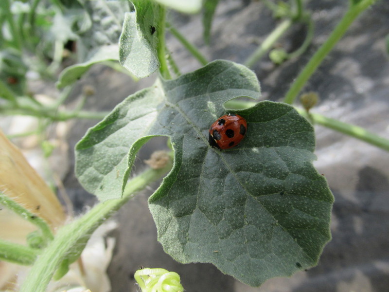 (クリックして拡大表示) スイカ畑の虫戦争 勝敗は君の食欲にかかっている。