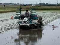 自然栽培米コシヒカリの田植え 