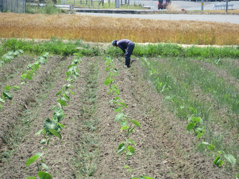 (クリックして拡大表示) 里芋畑の草むしり 炎天下の中、水を飲みながらのきつい作業です。