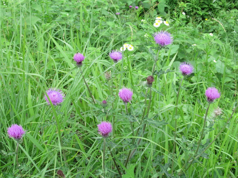 (クリックして拡大表示) 野の花が面白い 触ると痛そう。