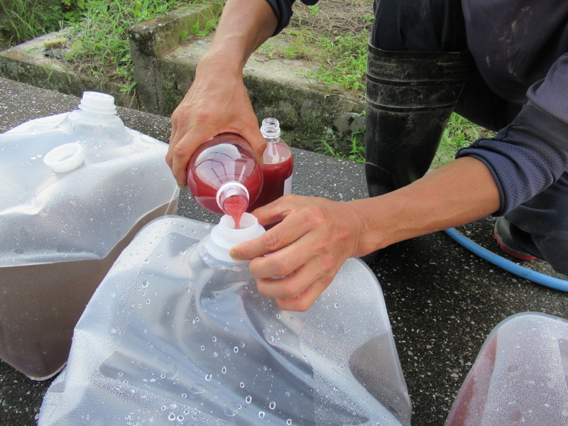 (クリックして拡大表示) 光合成菌培養開始 溢れないように慎重に。