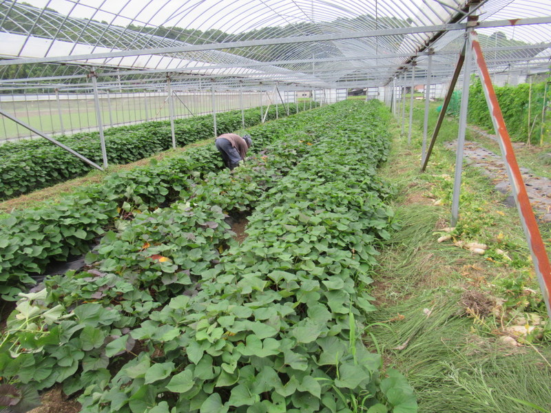(クリックして拡大表示) 畑の手入れ 腱鞘炎にならないように。