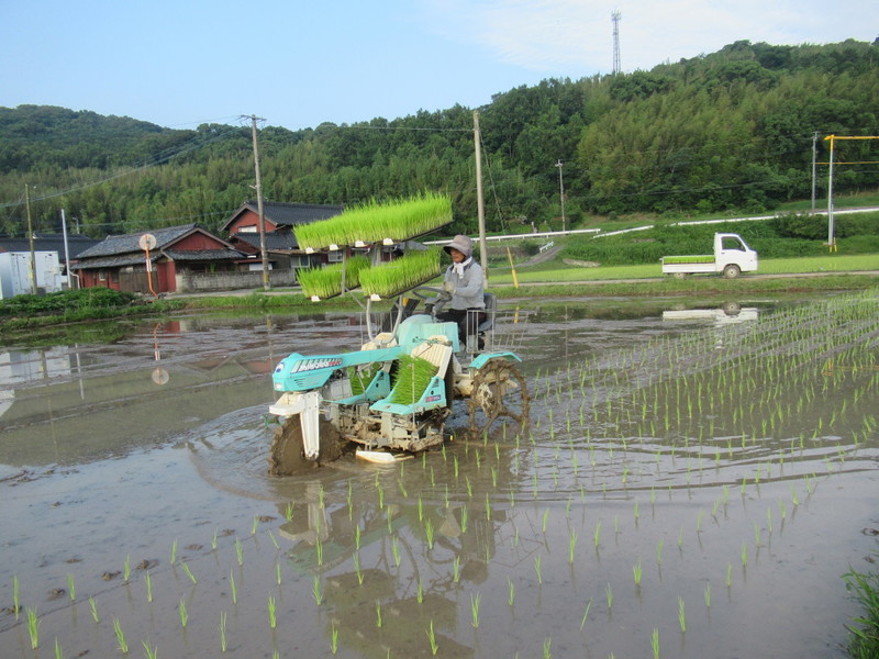 (クリックして拡大表示) 田植えが終りました。 最後の一枚です。丁寧に植えます。