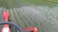 ６月の除草作業、雑草だけでなく稲も倒れる 