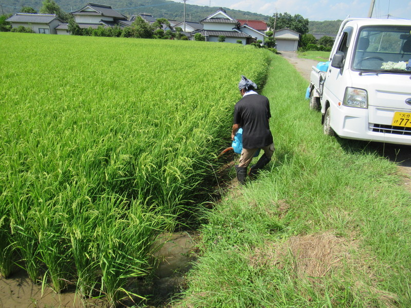 (クリックして拡大表示) 2回目の光合成菌散布 美味しくなぁーれ。