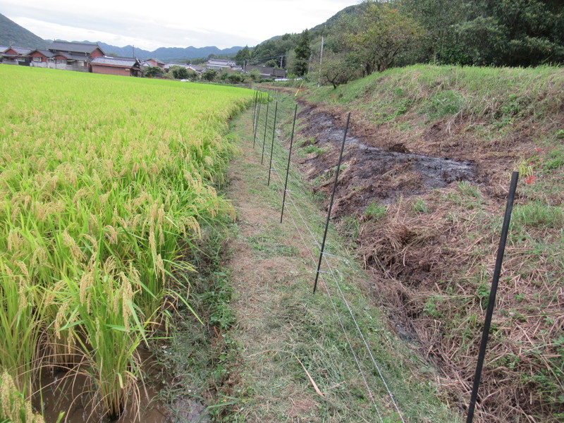 (クリックして拡大表示) 電気柵の設置。 人が触れてもかなりショックがあります。