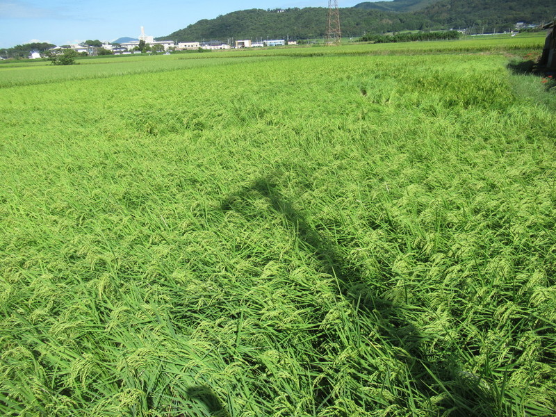 (クリックして拡大表示) 台風被害 完全に倒れてないので一安心。